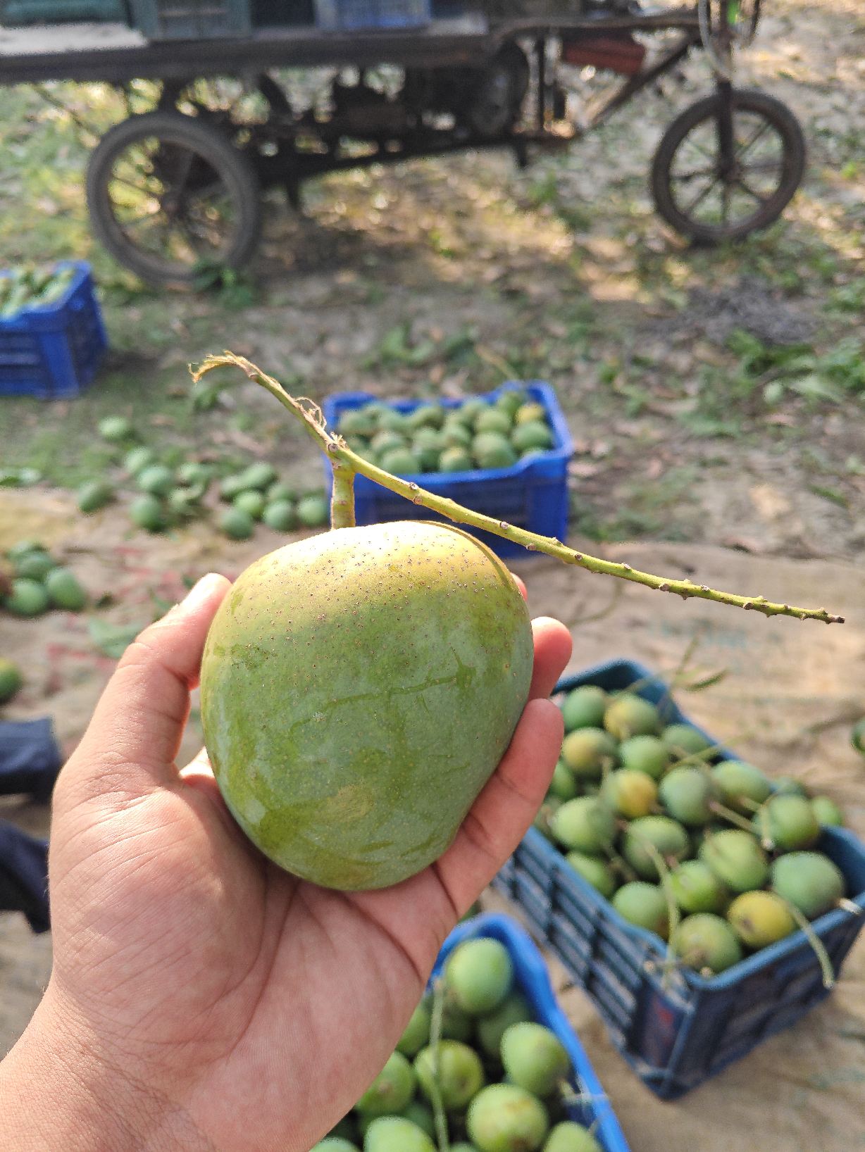হিমসাগর আম ( ১০ কেজি)